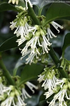 Fragrant Sweet Box (Sarcococca Ruscifolia) - 3 Gallon Pot