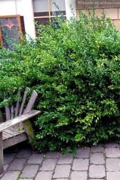 Fragrant Sweet Box (Sarcococca Ruscifolia) - 3 Gallon Pot 14 Fragrant Sweet Box (Sarcococca Ruscifolia) - 3 Gallon Pot -Garden & Outdoor Sale Shop sarcococca ruscifolia fragrant sweet box 2