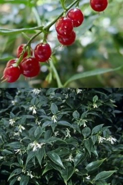 Fragrant Sweet Box (Sarcococca Ruscifolia) - 3 Gallon Pot 16 Fragrant Sweet Box (Sarcococca Ruscifolia) - 3 Gallon Pot -Garden & Outdoor Sale Shop sarcococca ruscifolia fragrant sweet box 4