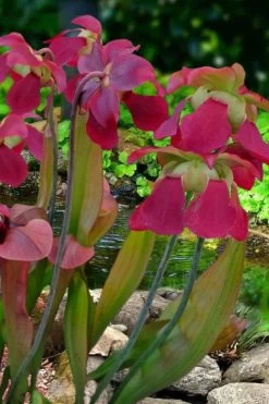 Bug Bat Pitcher Plant (Sarracenia) - 2.5 Quart Pot -Garden & Outdoor Sale Shop sarracenia bug bat pitcher plant 1