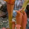 Bug Bat Pitcher Plant (Sarracenia) - 2.5 Quart Pot -Garden & Outdoor Sale Shop sarracenia bug bat pitcher plant 2
