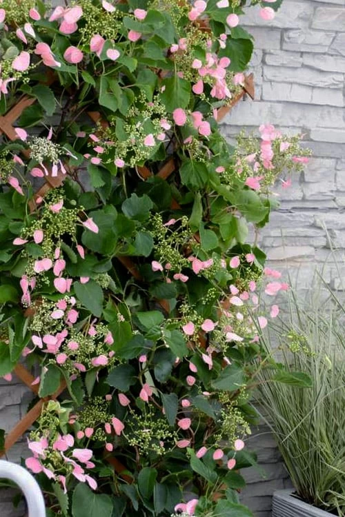 Rose Sensation Pink Climbing Hydrangea Vine - 1 Gallon Pot 3 Rose Sensation Pink Climbing Hydrangea Vine - 1 Gallon Pot