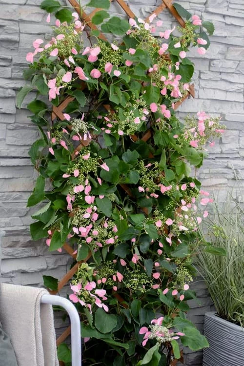 Rose Sensation Pink Climbing Hydrangea Vine - 1 Gallon Pot 9 Rose Sensation Pink Climbing Hydrangea Vine - 1 Gallon Pot - Image 7