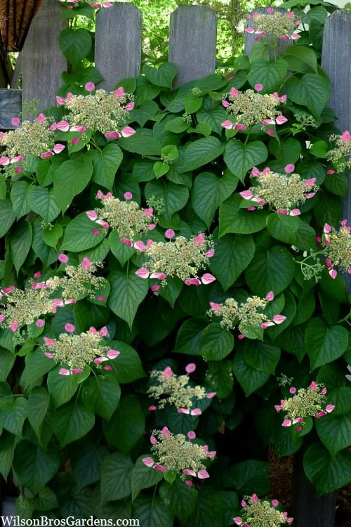 Rose Sensation Pink Climbing Hydrangea Vine - 1 Gallon Pot 10 Rose Sensation Pink Climbing Hydrangea Vine - 1 Gallon Pot - Image 8