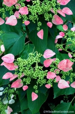 Rose Sensation Pink Climbing Hydrangea Vine - 1 Gallon Pot 19 Rose Sensation Pink Climbing Hydrangea Vine - 1 Gallon Pot -Garden & Outdoor Sale Shop schizophragma hydrangeoides rose sensation climbing hydrangea 106