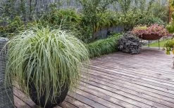 Feather Falls Sedge (Carex Oshimensis) - 5 Pack Of Quart Pots 14 Feather Falls Sedge (Carex Oshimensis) - 5 Pack Of Quart Pots -Garden & Outdoor Sale Shop sedge feather falls 3 800x500 1