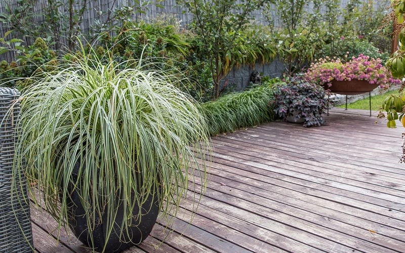 Feather Falls Sedge (Carex Oshimensis) - 5 Pack Of Quart Pots 6 Feather Falls Sedge (Carex Oshimensis) - 5 Pack Of Quart Pots - Image 4