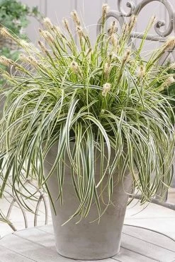 Feather Falls Sedge (Carex Oshimensis) - 5 Pack Of Quart Pots 17 Feather Falls Sedge (Carex Oshimensis) - 5 Pack Of Quart Pots -Garden & Outdoor Sale Shop sedge feather falls 500x750 1