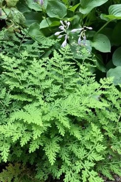 Arborvitae Fern (Selaginella Braunii) - 2.5 Quart Pot -Garden & Outdoor Sale Shop selaginella braunii arborvitae fern 3