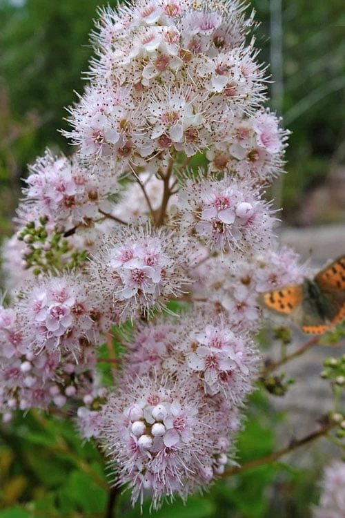 White Meadowsweet (Spirea Alba) - 3 Gallon Pot 3 White Meadowsweet (Spirea Alba) - 3 Gallon Pot
