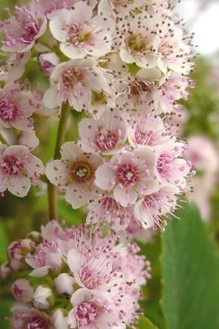 White Meadowsweet (Spirea Alba) - 3 Gallon Pot 8 White Meadowsweet (Spirea Alba) - 3 Gallon Pot -Garden & Outdoor Sale Shop spirea alba white meadowsweet 7