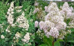 White Meadowsweet (Spirea Alba) - 3 Gallon Pot 9 White Meadowsweet (Spirea Alba) - 3 Gallon Pot -Garden & Outdoor Sale Shop spirea alba white meadowsweet 9