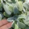 Silky Fleece Dwarf Lambs Ear (Stachys Byzantina) - 10 Pack Of Quarts Pots -Garden & Outdoor Sale Shop stachys byzantine silky fleece lambs ear 100