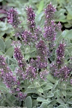 Silky Fleece Dwarf Lambs Ear (Stachys Byzantina) - 10 Pack Of Quarts Pots -Garden & Outdoor Sale Shop stachys byzantine silky fleece lambs ear 101