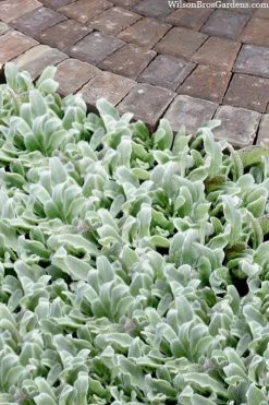 Silky Fleece Dwarf Lambs Ear (Stachys Byzantina) - 10 Pack Of Quarts Pots -Garden & Outdoor Sale Shop stachys byzantine silky fleece lambs ear 104