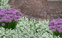 Silky Fleece Dwarf Lambs Ear (Stachys Byzantina) - 10 Pack Of Quarts Pots -Garden & Outdoor Sale Shop stachys byzantine silky fleece lambs ear 105