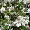 Fragrant Fountain Weeping Japanese Snowbell Tree - 1 Gallon Pot 1 Fragrant Fountain Weeping Japanese Snowbell Tree - 1 Gallon Pot -Garden & Outdoor Sale Shop styrax japonica fragrant fountain weeping japanese snowbell tree 3