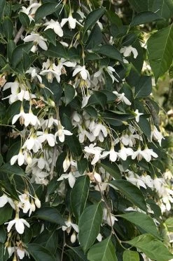 Fragrant Fountain Weeping Japanese Snowbell Tree - 1 Gallon Pot -Garden & Outdoor Sale Shop styrax japonica fragrant fountain weeping japanese snowbell tree 4
