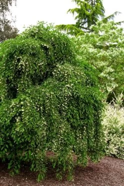 Fragrant Fountain Weeping Japanese Snowbell Tree - 1 Gallon Pot -Garden & Outdoor Sale Shop styrax japonica fragrant fountain weeping japanese snowbell tree 5