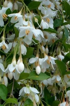 Fragrant Fountain Weeping Japanese Snowbell Tree - 1 Gallon Pot -Garden & Outdoor Sale Shop styrax japonica fragrant fountain weeping japanese snowbell tree 6