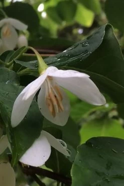 Fragrant Fountain Weeping Japanese Snowbell Tree - 1 Gallon Pot -Garden & Outdoor Sale Shop styrax japonica fragrant fountain weeping japanese snowbell tree 7