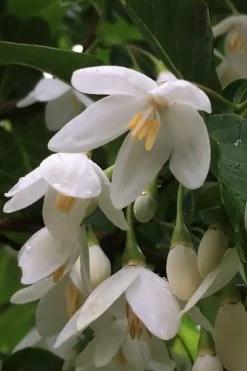 Fragrant Fountain Weeping Japanese Snowbell Tree - 1 Gallon Pot -Garden & Outdoor Sale Shop styrax japonica fragrant fountain weeping japanese snowbell tree 8