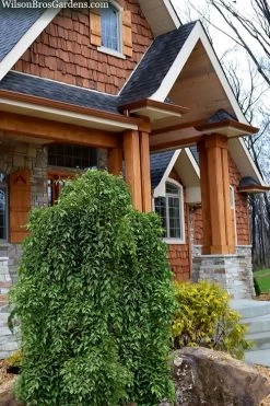 Fragrant Fountain Weeping Japanese Snowbell Tree - 1 Gallon Pot -Garden & Outdoor Sale Shop styrax japonica fragrant fountain weeping japanese snowbell tree 9