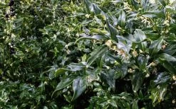 Fragrant Sweet Box (Sarcococca Ruscifolia) - 3 Gallon Pot 19 Fragrant Sweet Box (Sarcococca Ruscifolia) - 3 Gallon Pot -Garden & Outdoor Sale Shop sweet box fragrant 6 800x500 1