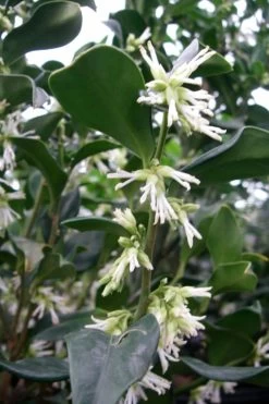 Fragrant Sweet Box (Sarcococca Ruscifolia) - 3 Gallon Pot 18 Fragrant Sweet Box (Sarcococca Ruscifolia) - 3 Gallon Pot -Garden & Outdoor Sale Shop sweet box fragrant 7 500x750 1