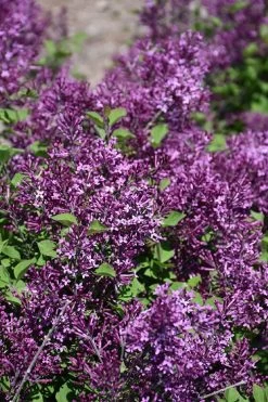 Bloomerang Dark Purple Lilac - 2 Gallon Pot -Garden & Outdoor Sale Shop syringa bloomerang dark purple lilac 23