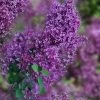 Bloomerang Dark Purple Lilac - 2 Gallon Pot -Garden & Outdoor Sale Shop syringa bloomerang dark purple lilac 24