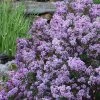 Miss Kim Lilac - 3 Gallon Pot -Garden & Outdoor Sale Shop syringa miss kim lilac 8