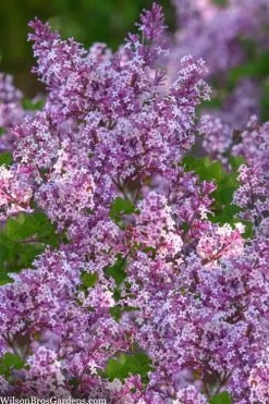 Miss Kim Lilac - 3 Gallon Pot -Garden & Outdoor Sale Shop syringa miss kim lilac 9