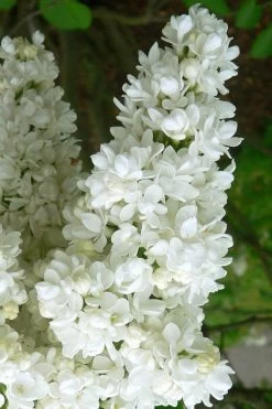 Miss Ellen Willmott White French Lilac (Syringa Vulgaris) - 3 Gallon Pot -Garden & Outdoor Sale Shop syringa vulgaris miss ellen willmott lilac 2