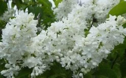 Miss Ellen Willmott White French Lilac (Syringa Vulgaris) - 3 Gallon Pot -Garden & Outdoor Sale Shop syringa vulgaris miss ellen willmott lilac 7