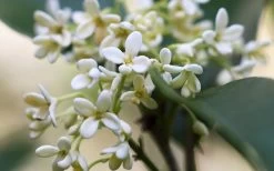 Fragrant White Tea Olive - 7 Gallon Pot (5-6') -Garden & Outdoor Sale Shop tea olive flowers closeup