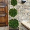 Emerald Green Arborvitae Poodle Tier Topiary (3 Ball) - 5 Gallon Pot -Garden & Outdoor Sale Shop thuja occidentalis emerald green arborvitae 3 ball poodle tier topiary 1