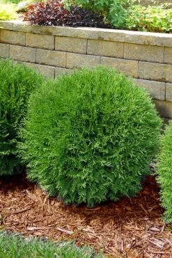 Planet Earth Arborvitae - 3 Gallon Pot -Garden & Outdoor Sale Shop thuja occidentalis planet earth arborvitae 4