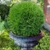 Planet Earth Arborvitae - 3 Gallon Pot 1 Planet Earth Arborvitae - 3 Gallon Pot -Garden & Outdoor Sale Shop thuja occidentalis planet earth arborvitae 6