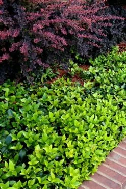 Asian Jasmine (Trachelospermum Asiaticum) - 36 Pack Of 3.5" Pint Pots -Garden & Outdoor Sale Shop trachelospermum asiaticum asian jasmine 2 1