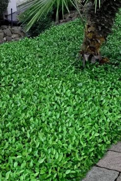 Asian Jasmine (Trachelospermum Asiaticum) - 36 Pack Of 3.5" Pint Pots -Garden & Outdoor Sale Shop trachelospermum asiaticum asian jasmine 3 1