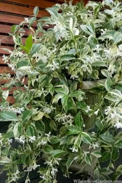 Variegated Confederate Jasmine - Trachelospermum Jasminoides - 3 Gallon Pot