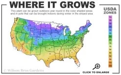 Blackhaw Viburnum - 2 Gallon Pot -Garden & Outdoor Sale Shop usda zone map