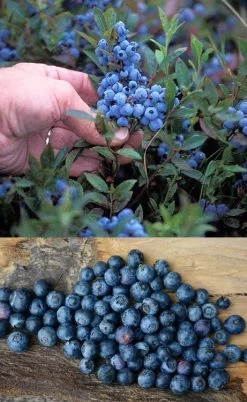 Wild Lowbush Blueberry Plant - 1 Gallon -Garden & Outdoor Sale Shop vaccinium angustifolium low bush blueberry 10