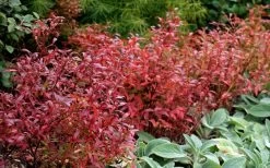 Wild Lowbush Blueberry Plant - 1 Gallon -Garden & Outdoor Sale Shop vaccinium angustifolium low bush blueberry 2