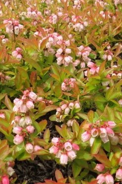 Wild Lowbush Blueberry Plant - 1 Gallon -Garden & Outdoor Sale Shop vaccinium angustifolium low bush blueberry 4