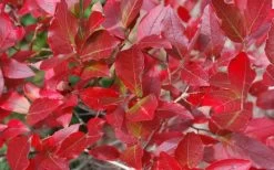 Wild Lowbush Blueberry Plant - 1 Gallon -Garden & Outdoor Sale Shop vaccinium angustifolium low bush blueberry 6