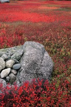 Wild Lowbush Blueberry Plant - 1 Gallon -Garden & Outdoor Sale Shop vaccinium angustifolium low bush blueberry 7