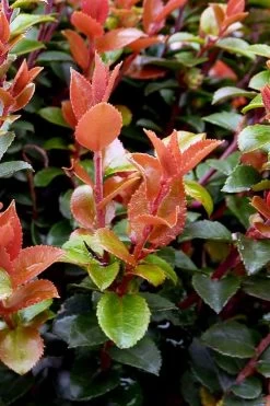 Evergreen Huckleberry (Vaccinium Ovatum) - 1 Gallon Pot -Garden & Outdoor Sale Shop vaccinium ovatum evergreen huckleberry 10
