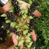 Evergreen Huckleberry (Vaccinium Ovatum) - 1 Gallon Pot